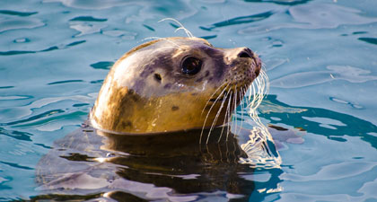 seal-c-fullsize