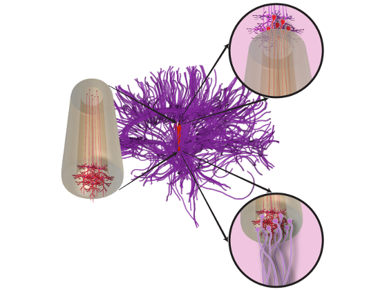 Graphic | Structure of micro-TENNs