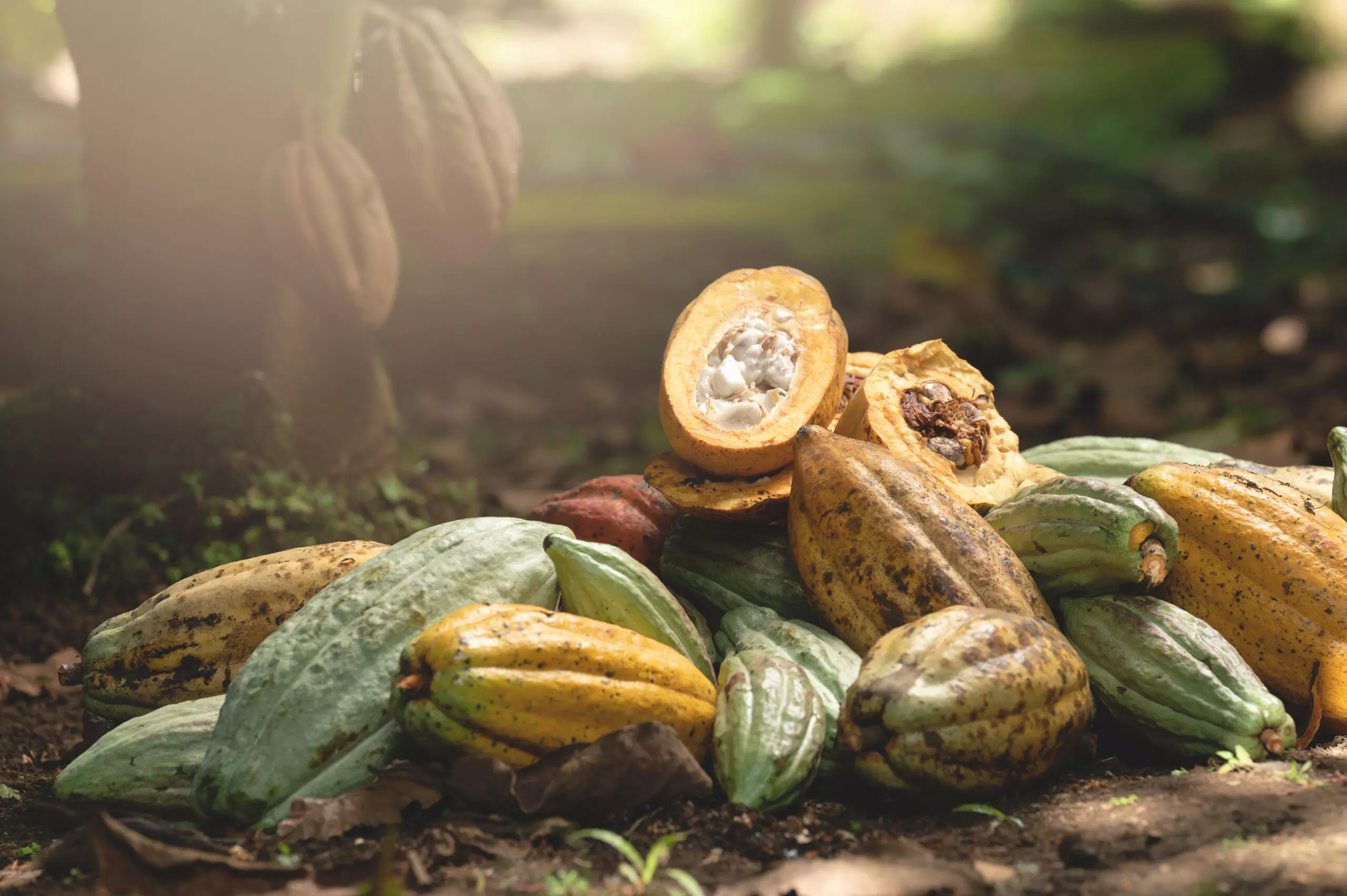 A pile of raw cacao pods on the forest floor.