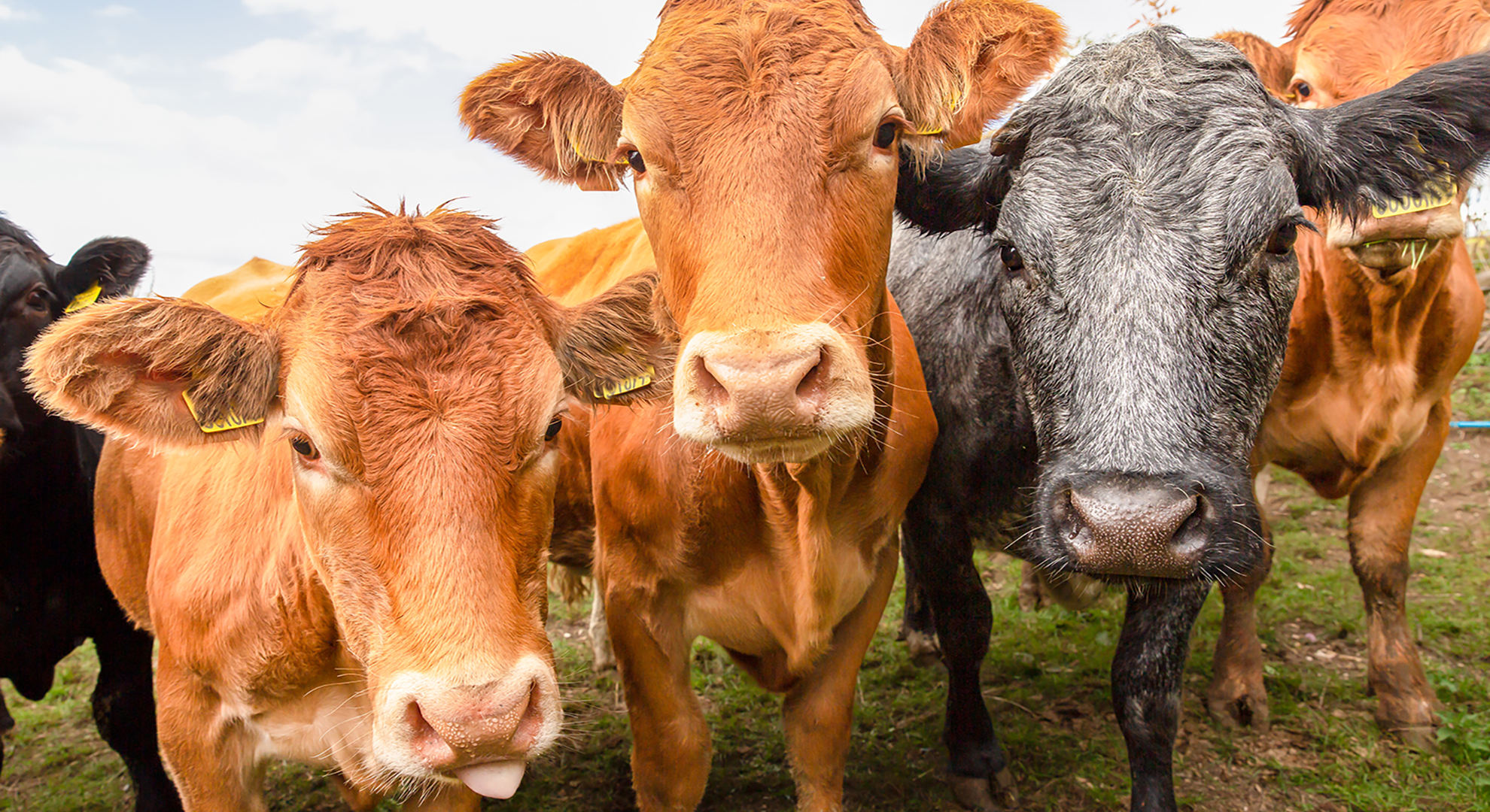 Close up of a herd of young, very curious female cows or heifers, facing forward and looking at camera.